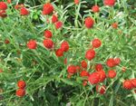 Zahradní květiny Zeměkoule Amarant, Gomphrena globosa červená fotografie, popis a kultivace, pěstování a charakteristiky