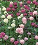 Have Blomster Kloden Amaranth, Gomphrena globosa pink Foto, beskrivelse og dyrkning, voksende og egenskaber