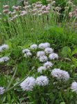 庭の花 地球デイジー, Globularia ホワイト フォト, 説明 と 栽培, 成長 と 特性