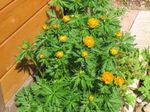Záhradné kvety Upolín, Trollius oranžový fotografie, popis a pestovanie, pestovanie a vlastnosti
