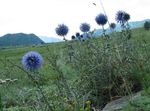 světle modrá Květina Zeměkoule Bodlák charakteristiky a fotografie