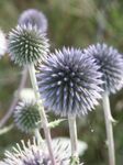 Kerti Virágok Globe Bogáncs, Echinops világoskék fénykép, leírás és termesztés, növekvő és jellemzők