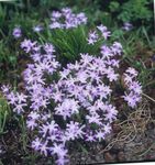 I fiori da giardino Gloria Della Neve, Chionodoxa lilla foto, descrizione e la lavorazione, la coltivazione e caratteristiche