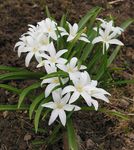 Zahradní květiny Sláva Sněhu, Chionodoxa bílá fotografie, popis a kultivace, pěstování a charakteristiky