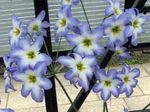 Sodo Gėlės Šlovė Saulės, Leucocoryne šviesiai mėlynas Nuotrauka, aprašymas ir auginimas, augantis ir charakteristikos