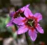 Ogrodowe Kwiaty Leukokorin (Levkokorina), Leucocoryne różowy zdjęcie, opis i uprawa, hodowla i charakterystyka