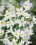 Ogrodowe Kwiaty Leukokorin (Levkokorina), Leucocoryne biały zdjęcie, opis i uprawa, hodowla i charakterystyka