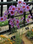 Flores do Jardim Glória Do Sol, Leucocoryne lilás foto, descrição e cultivo, crescente e características