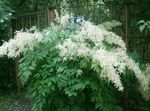 Zahradní květiny Goatsbeard, Aruncus dioicus bílá fotografie, popis a kultivace, pěstování a charakteristiky