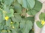 Flores do Jardim Goldencreeper, Thladiantha amarelo foto, descrição e cultivo, crescente e características