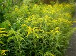 Zahradní květiny Zlatobýl, Solidago žlutý fotografie, popis a kultivace, pěstování a charakteristiky