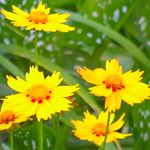 Zahradní květiny Goldmane Tickseed, Coreopsis drummondii žlutý fotografie, popis a kultivace, pěstování a charakteristiky