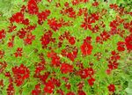 Zahradní květiny Goldmane Tickseed, Coreopsis drummondii červená fotografie, popis a kultivace, pěstování a charakteristiky