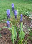 Vrtno Cvetje Hyacinth Grape, Muscari svetlo modra fotografija, opis in gojenje, rast in značilnosti