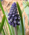 Vrtno Cvetje Hyacinth Grape, Muscari črna fotografija, opis in gojenje, rast in značilnosti