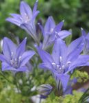 Bahçe Çiçekleri Çim Fındık, Ithuriel Mızrak, Wally Sepet Var, Brodiaea laxa, Triteleia laxa açık mavi fotoğraf, tanım ve yetiştirme, büyüyen ve özellikleri