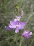 Garden Flowers Grass Pink Orchid, Calopogon lilac Photo, description and cultivation, growing and characteristics