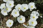 Teren Morning Glory, Morning Glory Bush, Silverbush