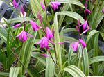 Trädgårdsblommor Mark Orkidé, Den Randiga Bletilla rosa Fil, beskrivning och uppodling, odling och egenskaper