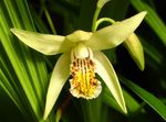 geel Bloem Gemalen Orchidee, De Gestreepte Bletilla karakteristieken en foto