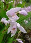 Sodo Gėlės Žemės Orchidėja, Dryžuotas Bletilla baltas Nuotrauka, aprašymas ir auginimas, augantis ir charakteristikos