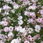 Garden Flowers Gypsophila, Gypsophila paniculata pink Photo, description and cultivation, growing and characteristics