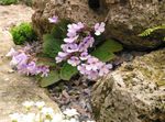 Have Blomster Haberlea pink Foto, beskrivelse og dyrkning, voksende og egenskaber