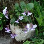 Kerti Virágok Haberlea halványlila fénykép, leírás és termesztés, növekvő és jellemzők