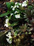 Sodo Gėlės Haberlea baltas Nuotrauka, aprašymas ir auginimas, augantis ir charakteristikos