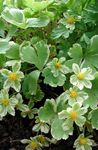 庭の花 Hacquetia 黄 フォト, 説明 と 栽培, 成長 と 特性