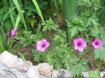 růžový Květina Vytrvalý Pelargónie, Divoké Pelargónie charakteristiky a fotografie