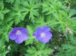 Flores de jardín Geranio Resistente, Geranio Silvestre, Geranium azul claro Foto, descripción y cultivo, cultivación y características