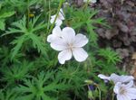 Hage blomster Hardfør Geranium, Vill Geranium hvit Bilde, beskrivelse og dyrking, voksende og kjennetegn