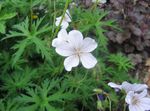 wit Bloem Winterharde Geranium, Wilde Geranium karakteristieken en foto