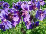 purple Flower Hardy geranium, Wild Geranium characteristics and Photo