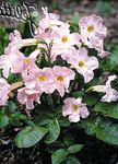 Zahradní květiny Hardy Gloxínie, Incarvillea delavayi růžový fotografie, popis a kultivace, pěstování a charakteristiky
