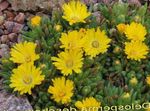 Hage blomster Hardfør Is Plante, Delosperma gul Bilde, beskrivelse og dyrking, voksende og kjennetegn