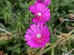 Градински цветове Харди Лед Растителна, Delosperma розов снимка, описание и отглеждане, култивиране и характеристики