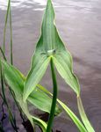 Dārza Ziedi Hawaii Arrowhead, Japāņu Arrowhead, Sagittaria balts Foto, apraksts un audzēšana, augošs un raksturlielumi