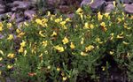 Vrtne Cvjetovi Živica Izop, Gratiola officinalis žuta Foto, opis i uzgajanje, uzgoj i karakteristike