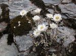 bílá Květina Helichrysum Perrenial charakteristiky a fotografie