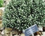 Gartenblumen Helichrysum Perrenial weiß Foto, Beschreibung und Anbau, wächst und Merkmale