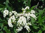 Zahradní květiny Heliotrop, Třešňový Koláč Rostlina, Heliotropium bílá fotografie, popis a kultivace, pěstování a charakteristiky