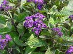 purple Flower Heliotrope, Cherry pie plant characteristics and Photo