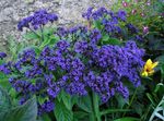 Flores de jardín Heliotropo, Planta De Pastel De Cereza, Heliotropium azul Foto, descripción y cultivo, cultivación y características
