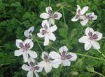 Garden Flowers Heron's Bill, Stork's Bill, Erodium white Photo, description and cultivation, growing and characteristics