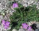 Garden Flowers Heron's Bill, Stork's Bill, Erodium pink Photo, description and cultivation, growing and characteristics