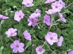 Garden Flowers Heron's Bill, Stork's Bill, Erodium lilac Photo, description and cultivation, growing and characteristics