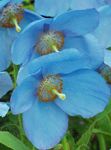 庭の花 ヒマラヤの青いケシ, Meconopsis ライトブルー フォト, 説明 と 栽培, 成長 と 特性