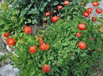 Záhradné kvety Himalájsky Modrý Mak, Meconopsis červená fotografie, popis a pestovanie, pestovanie a vlastnosti